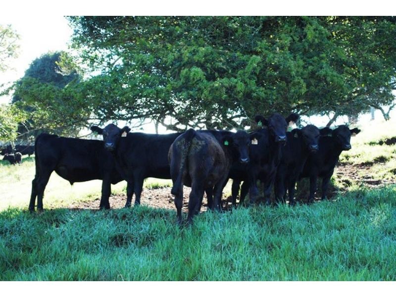 565 Old Coast Road, Dorrigo NSW 2453