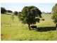 543 Old Coast Road, Dorrigo NSW 2453