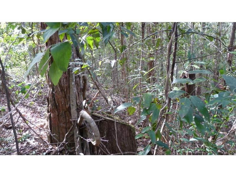 L53 Bellbird Road, Thumb Creek NSW 2447