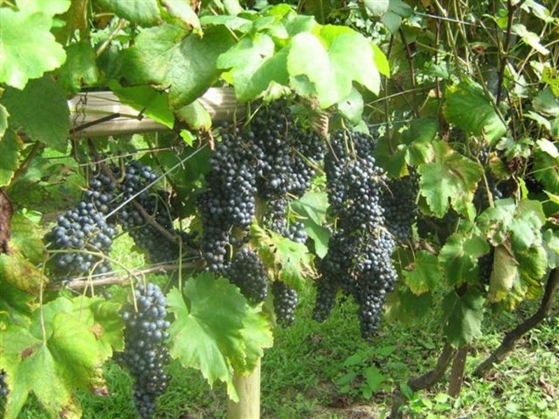 963 Orara Way, Nana Glen NSW 2450