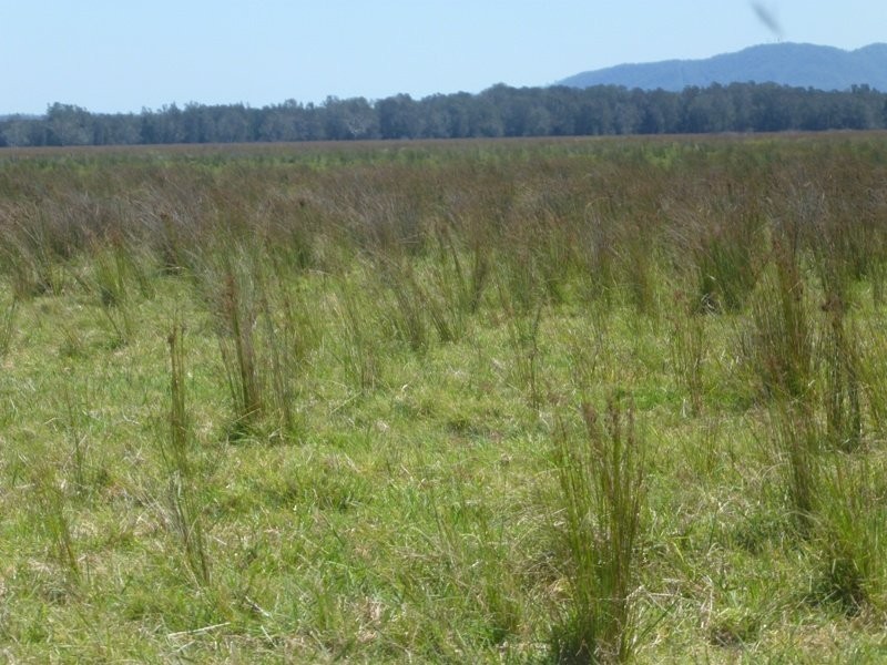 Bellimbopinni NSW 2440