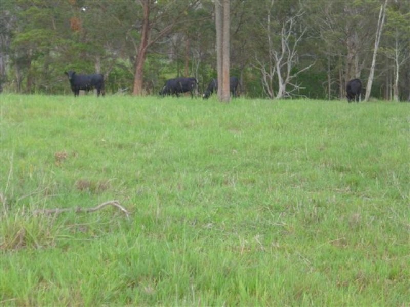 435 Willi Willi Road, Turners Flat NSW 2440