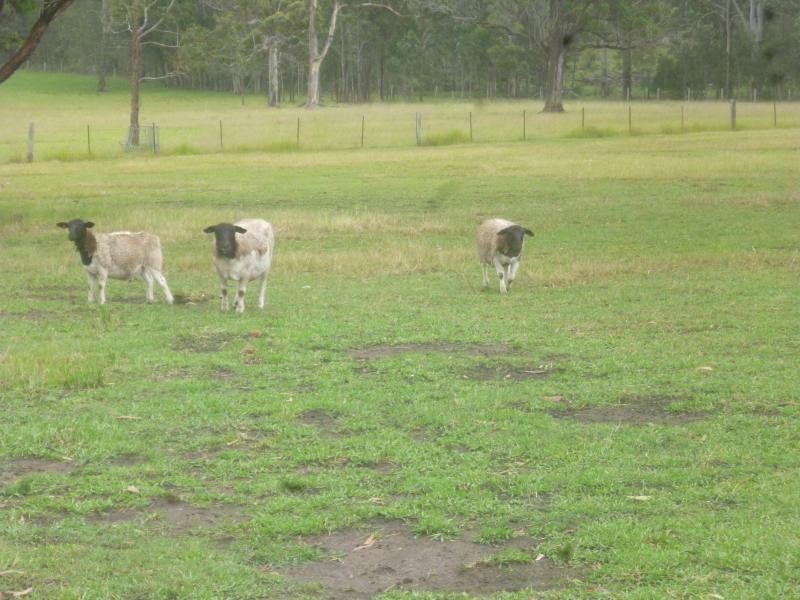 Collombatti NSW 2440