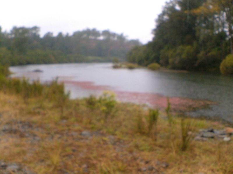 Lower Creek NSW 2440