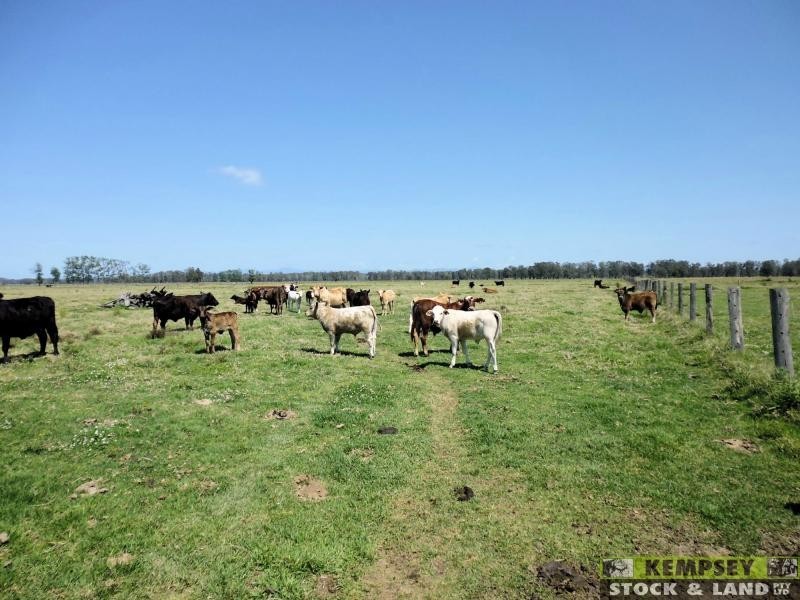 Bellimbopinni NSW 2440