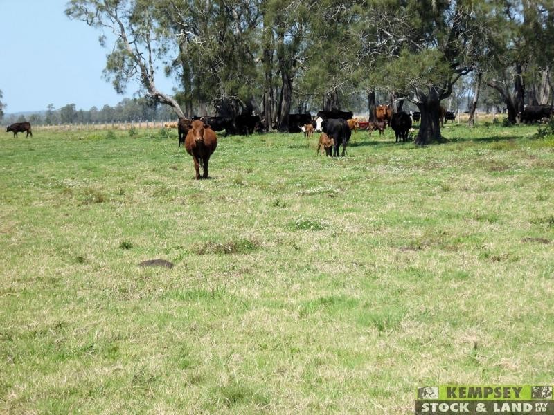 Bellimbopinni NSW 2440