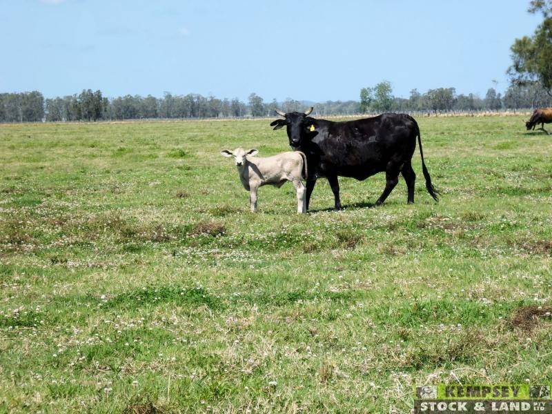 Bellimbopinni NSW 2440