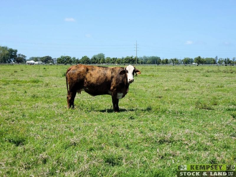 Bellimbopinni NSW 2440