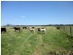 Bellimbopinni NSW 2440