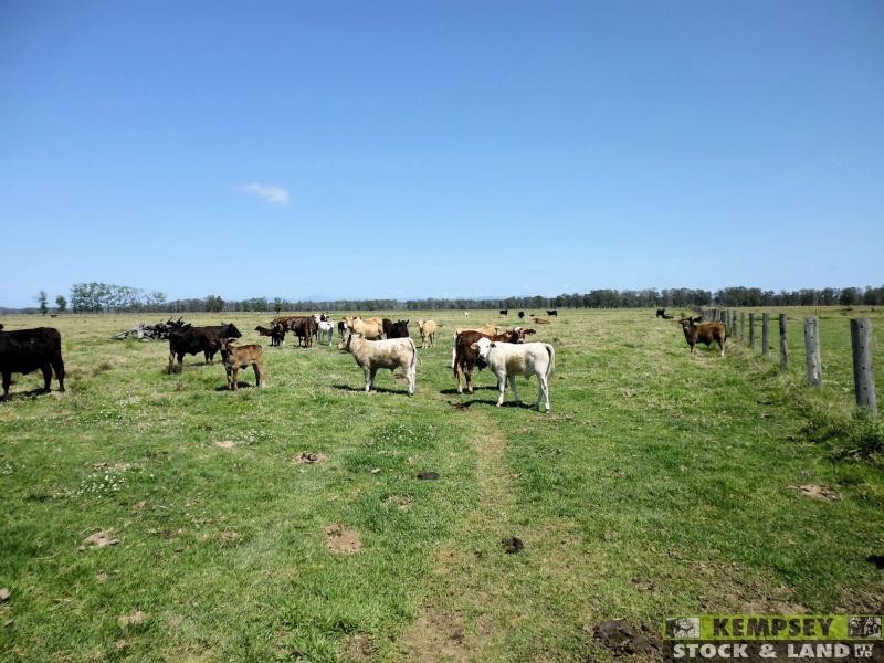 Bellimbopinni NSW 2440