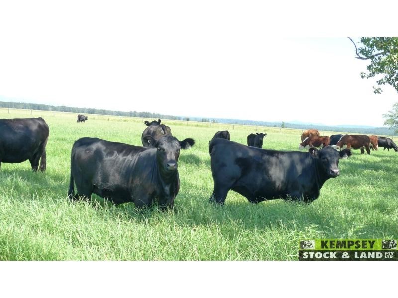 Bellimbopinni NSW 2440