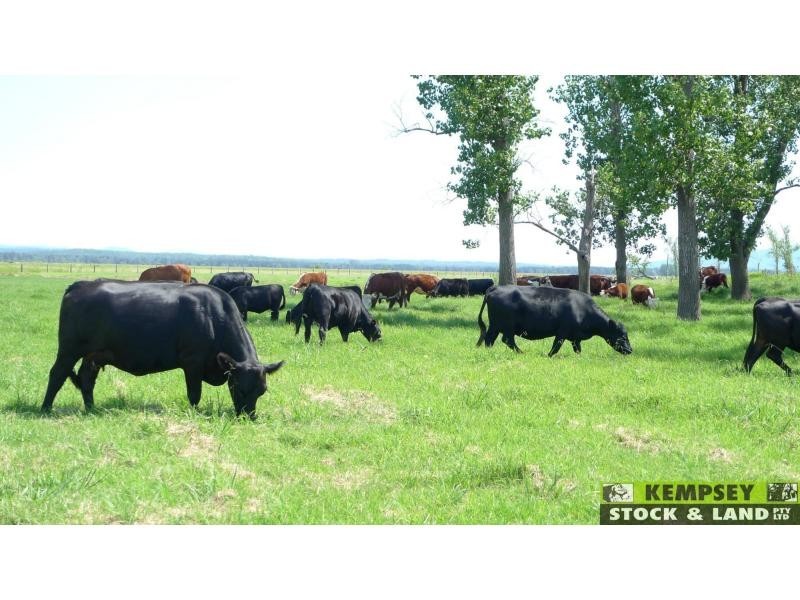 Bellimbopinni NSW 2440