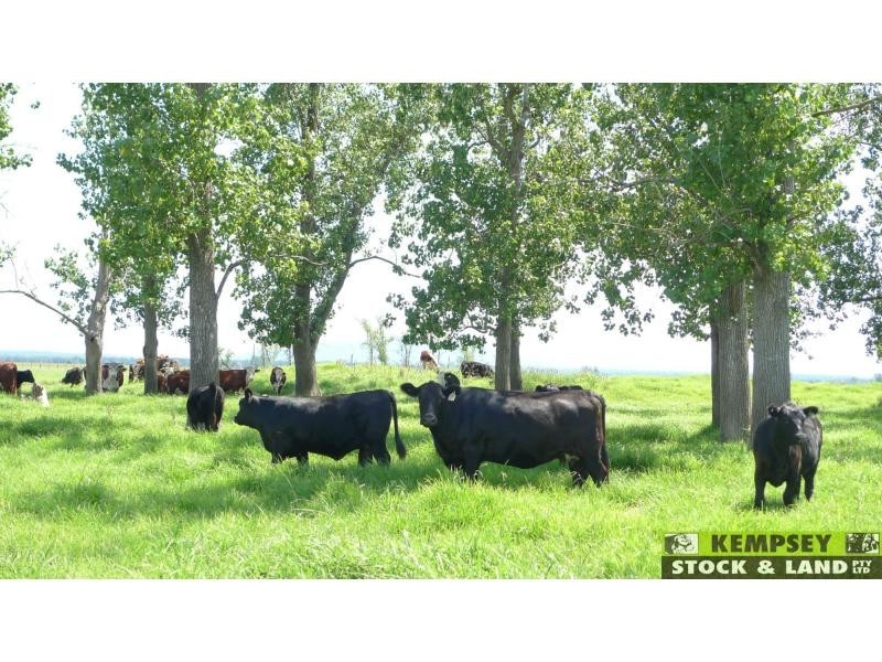 Bellimbopinni NSW 2440