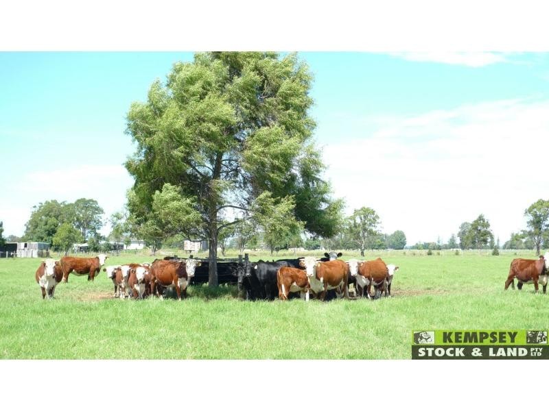 Bellimbopinni NSW 2440