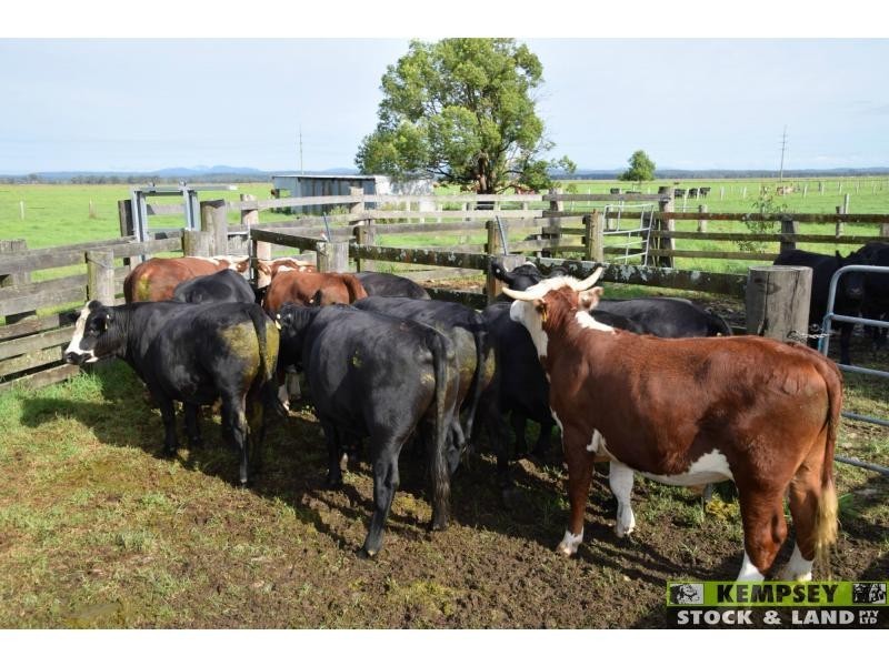 Bellimbopinni NSW 2440