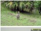 Dondingalong NSW 2440