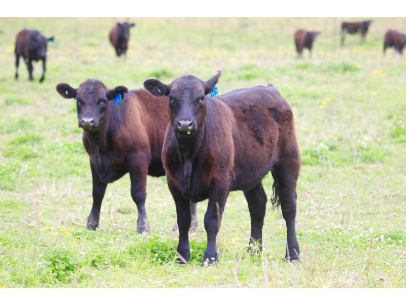 Towal Creek Station – Toose Road, Comara NSW 2440