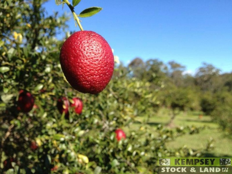 Dondingalong NSW 2440