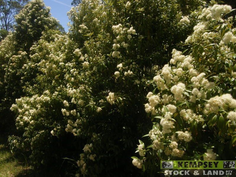 Dondingalong NSW 2440