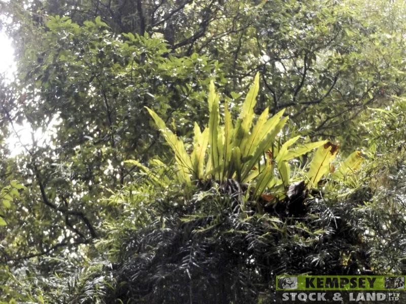 Thumb Creek NSW 2447