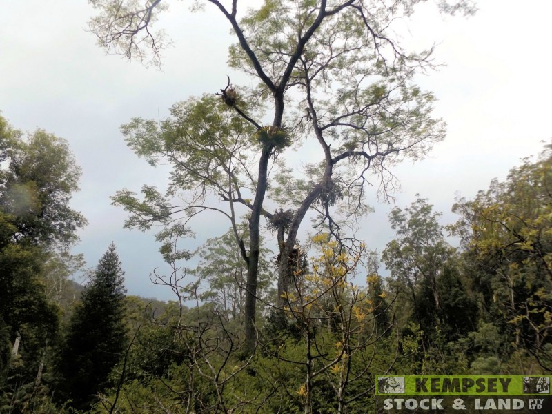 Thumb Creek NSW 2447