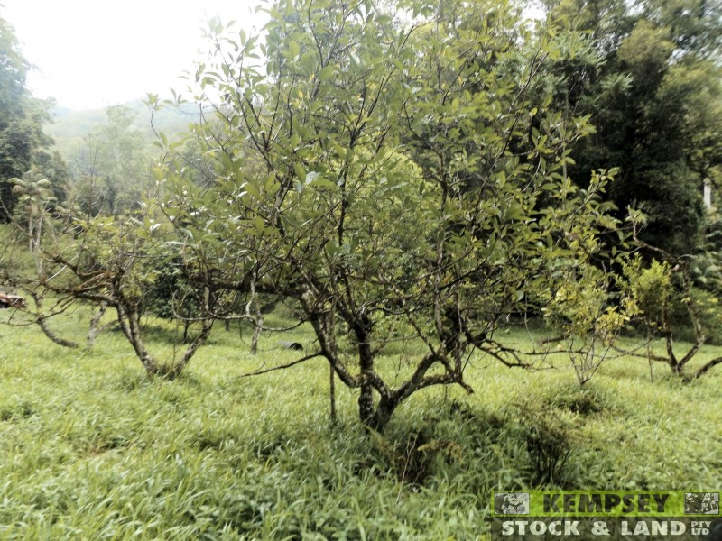 Thumb Creek NSW 2447