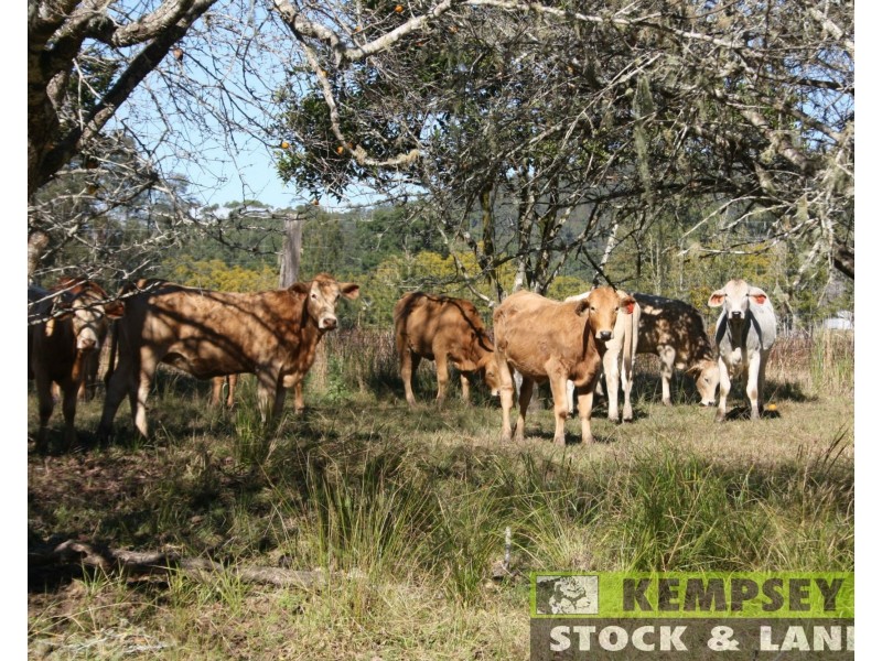 1725 Nulla Nulla Creek Road, Bellbrook NSW 2440