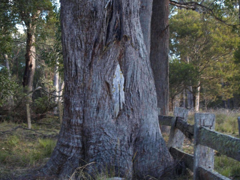 4450 Chaelundi Road, Dundurrabin NSW 2453