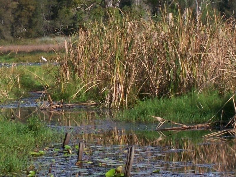 3142 Summerland Way, Gurranang NSW 2460