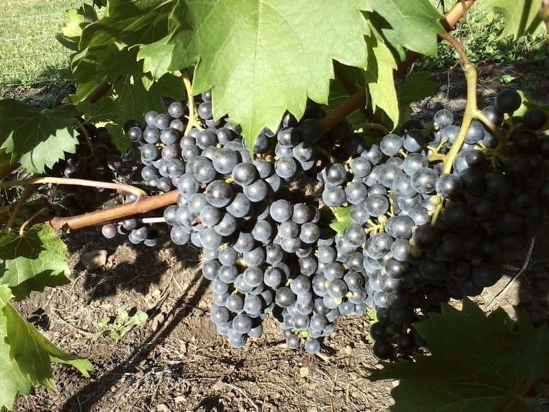 Lot 132 Williams Road, Kyogle NSW 2474