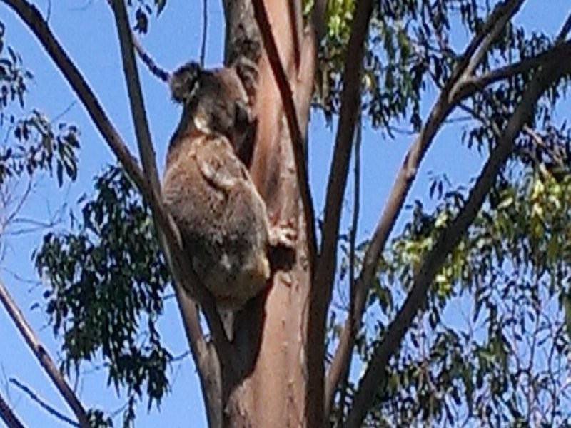 Lot 132 Williams Road, Kyogle NSW 2474