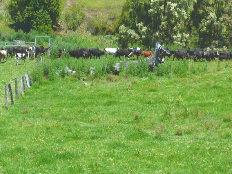 219 Gradys Creek Road, Kyogle NSW 2474