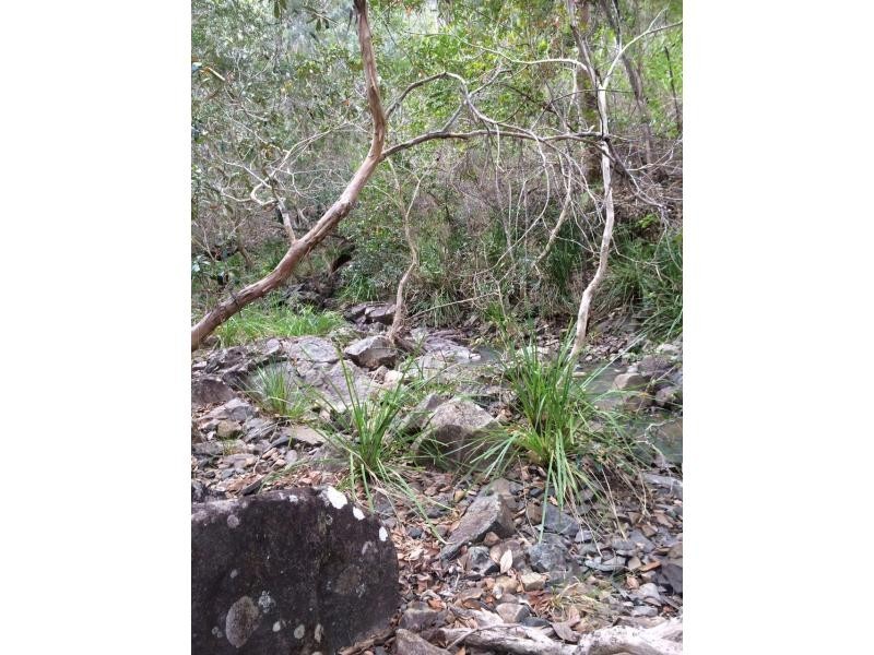 Lot 17 Jenny Lind Lane, Tabulam NSW 2469