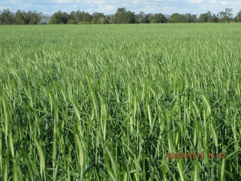 1521 Sextonville Road, Dobies Bight, Casino NSW 2470