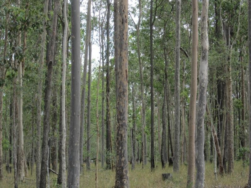 L87 Ducks Lane , Rappville, Rappville NSW 2469