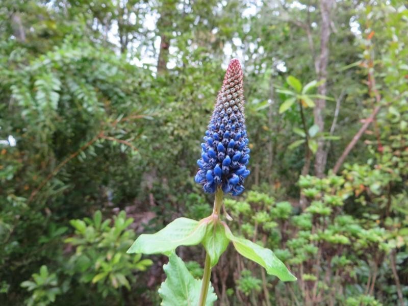 L1 Elliots Rd , Green Pigeon Via, Kyogle NSW 2474