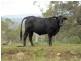 192 Lees Lane, HOGARTH RANGE, Casino NSW 2470