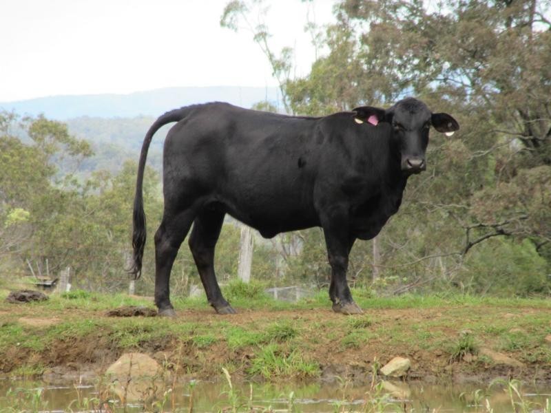 192 Lees Lane, HOGARTH RANGE, Casino NSW 2470
