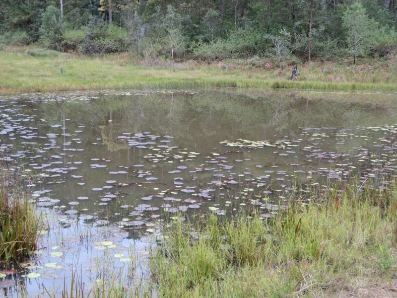 3009 Old Tenterfield Rd , Via CASINO, Busbys Flat NSW 2469