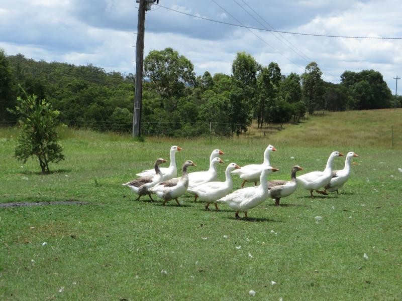 6289a Bruxner Hwy St, Tabulam NSW 2469