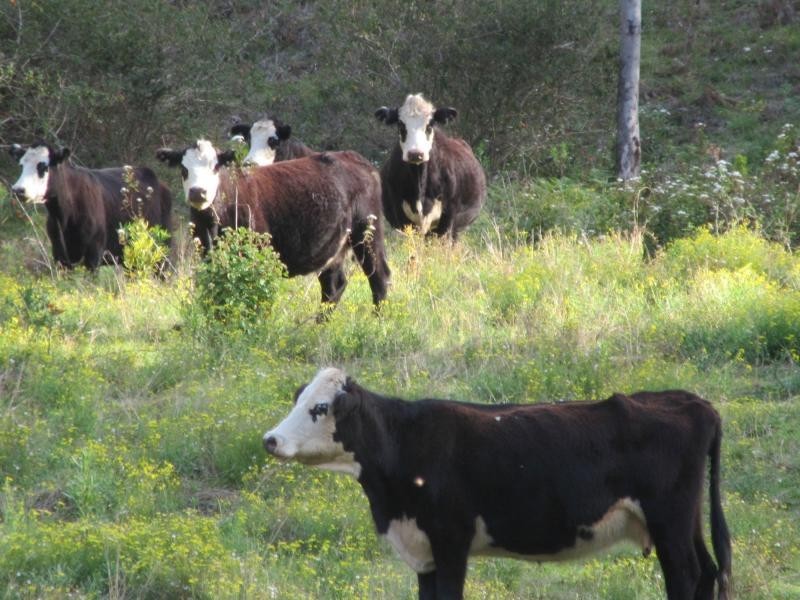 1202 (a) Lions Road, VIA KYOGLE / BEAUDESERT, Kyogle NSW 2474