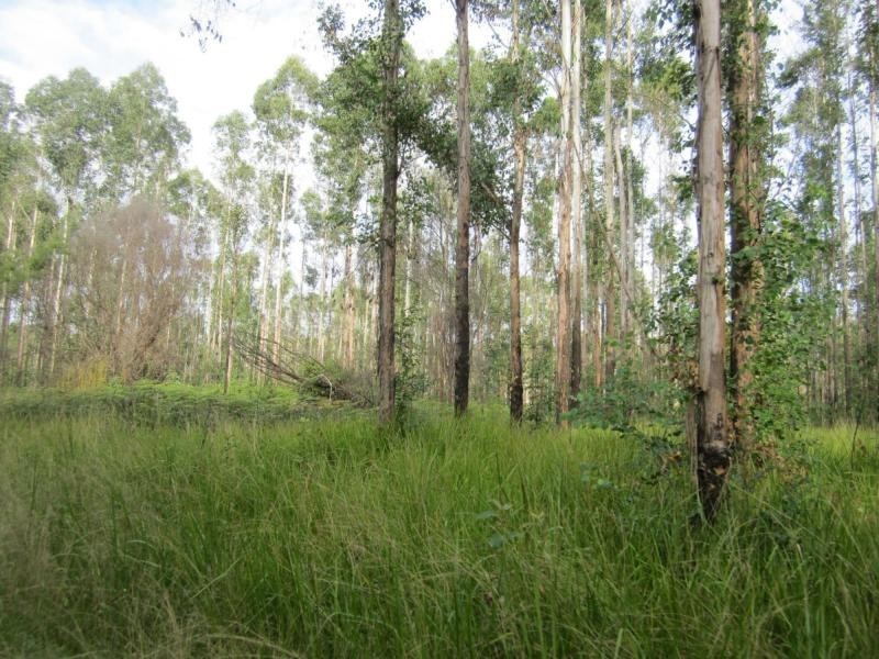 L163 Emu Ck Rd , VIA CASINO, Tabulam NSW 2469