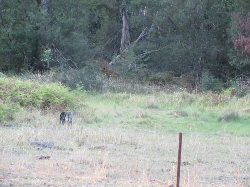 L47 Deadman Creek Road, Coongbar, Pikapene NSW 2469