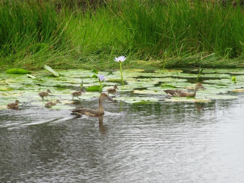 L134 Ellangowan Road, Via Casino, Ellangowan NSW 2470