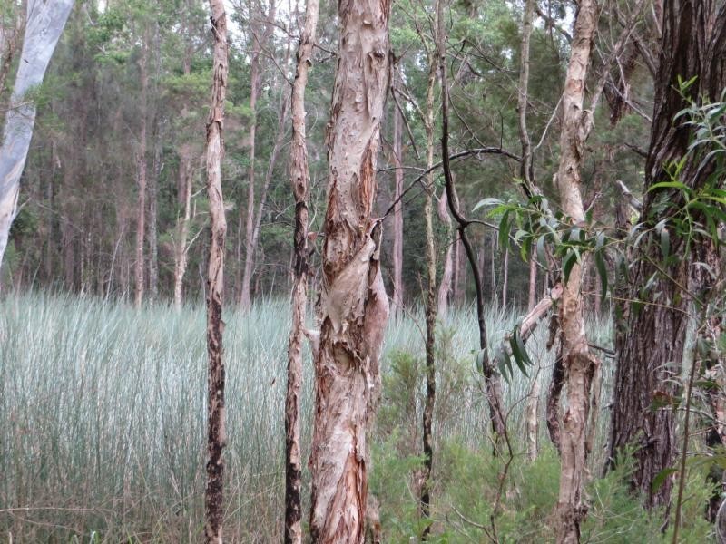 L42 Summerland Way , VIA CASINO, Whiporie NSW 2469