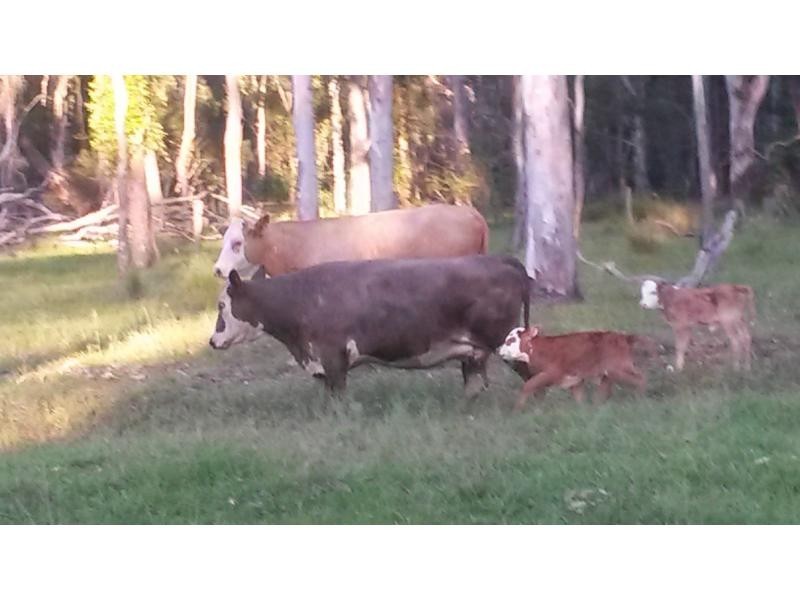 234a Bruxner Highway, Casino NSW 2470