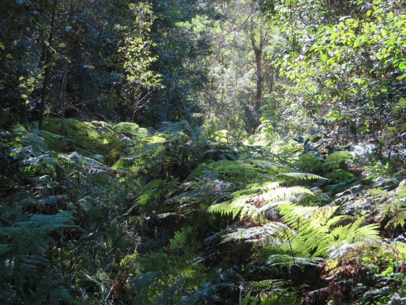 Lot 8 Long Gully Rd St, Drake NSW 2469