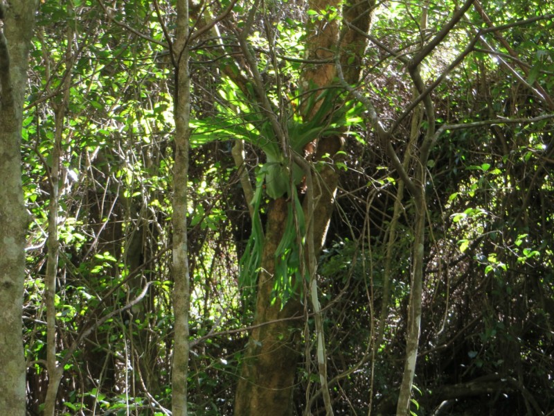 Lot 8 Long Gully Rd St, Drake NSW 2469