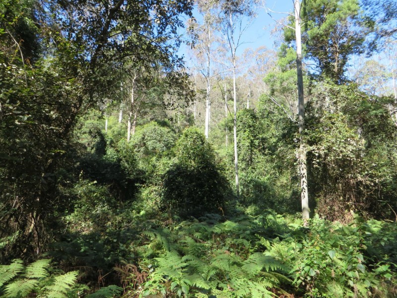 Lot 8 Long Gully Rd St, Drake NSW 2469