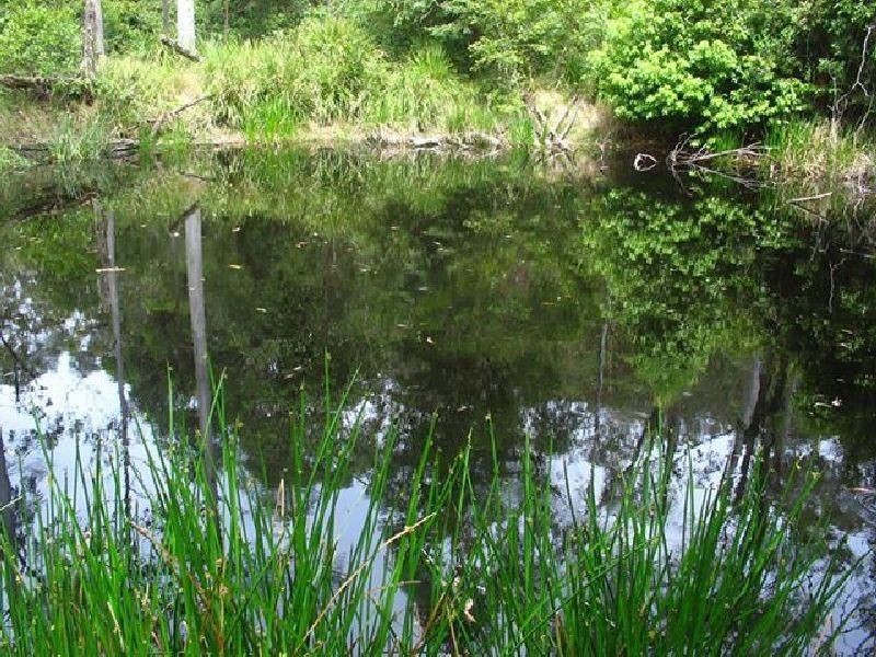 Lot 8 Long Gully Rd St, Drake NSW 2469